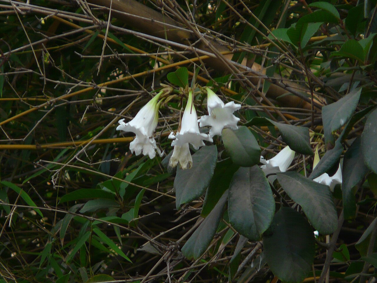 Beaumontia grandiflora: Beaumontia grandiflora