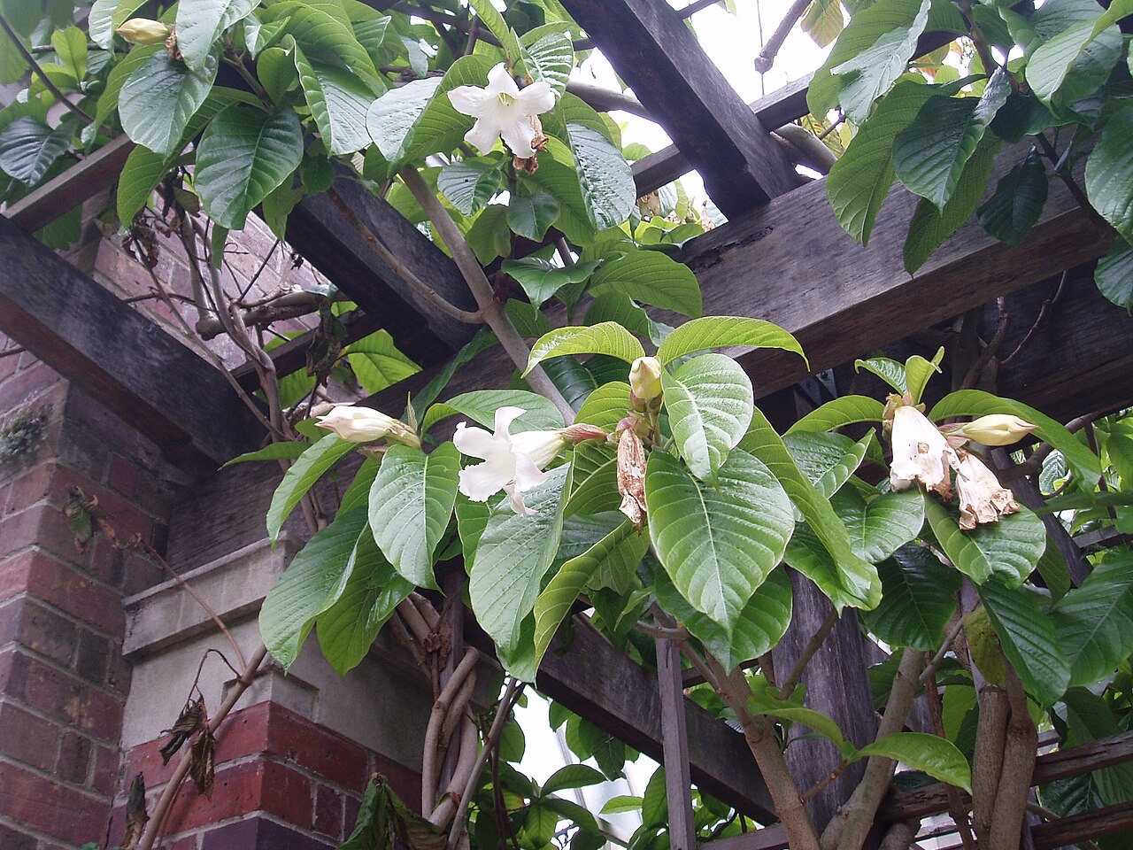 Beaumontia grandiflora (Beaumontia grandiflora)