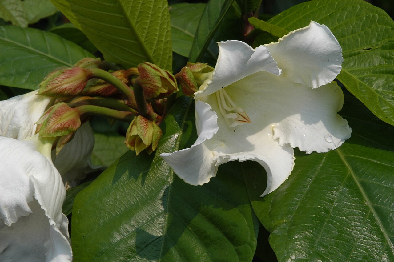 Beaumontia grandiflora: Beaumontia grandiflora close-up