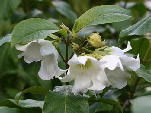 Beaumontia multiflora: Beaumontia multiflora
