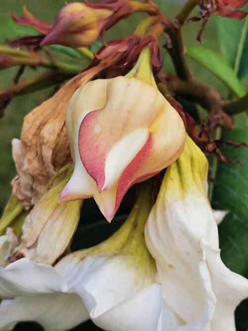 Beaumontia murtonii: Woody vine. Native to China (Yunnan), Thailand and Vietnam. The flowers are large, numerous and fragrant. Musée national des sciences naturelles, Taïchung, Taïw
