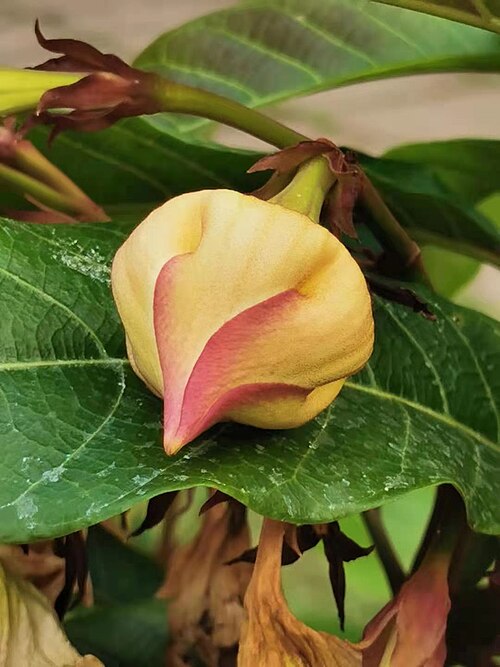 Beaumontia murtonii: Woody vine. Native to China (Yunnan), Thailand and Vietnam. The flowers are large, numerous and fragrant. Musée national des sciences naturelles, Taïchung, Taïw