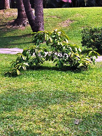 Beaumontia murtonii: Woody vine. Native to China (Yunnan), Thailand and Vietnam. The flowers are large, numerous and fragrant. Musée national des sciences naturelles, Taïchung, Taïw