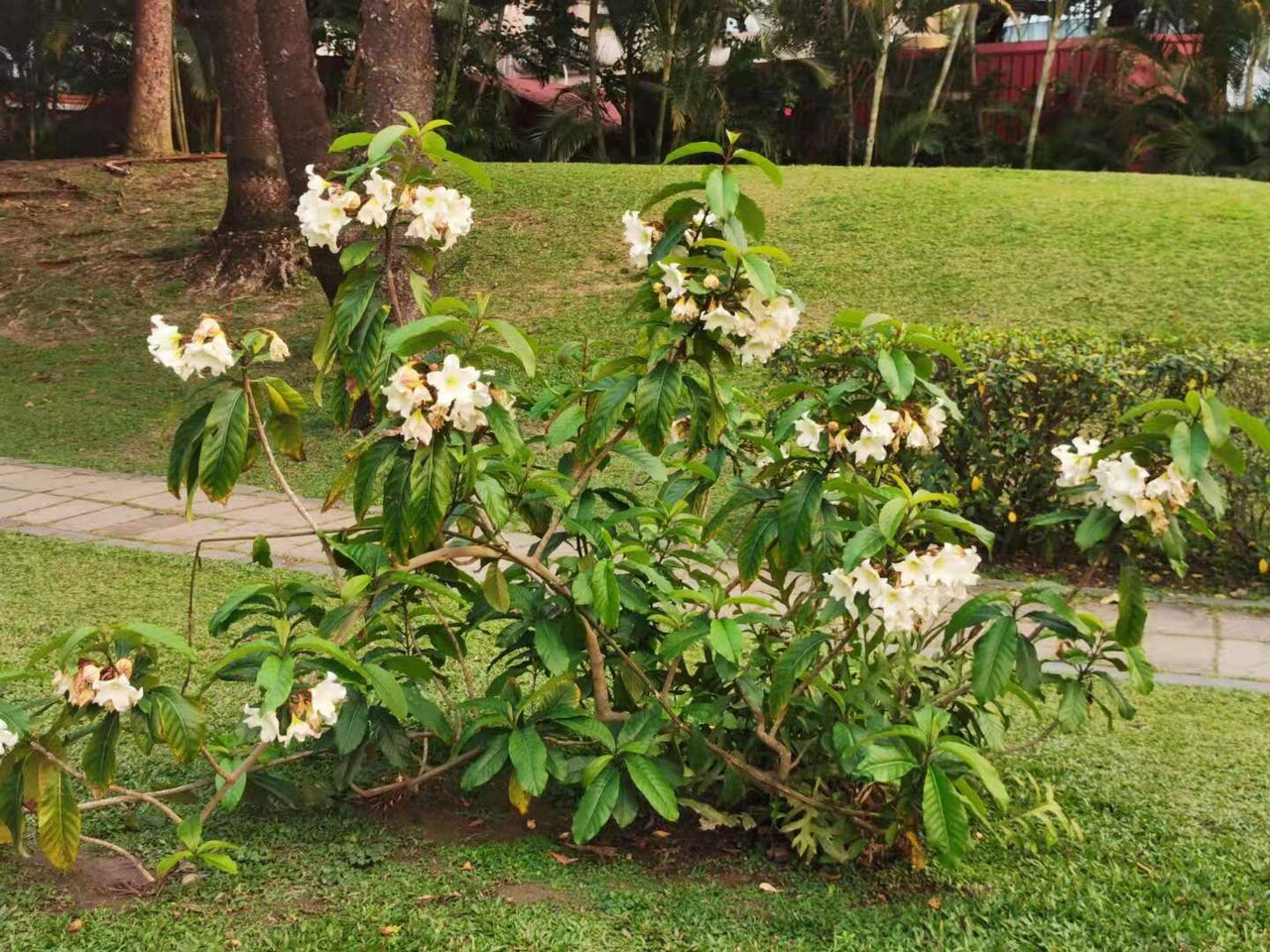 Beaumontia murtonii: Woody vine. Native to China (Yunnan), Thailand and Vietnam. The flowers are large, numerous and fragrant. Musée national des sciences naturelles, Taïchung, Taïw