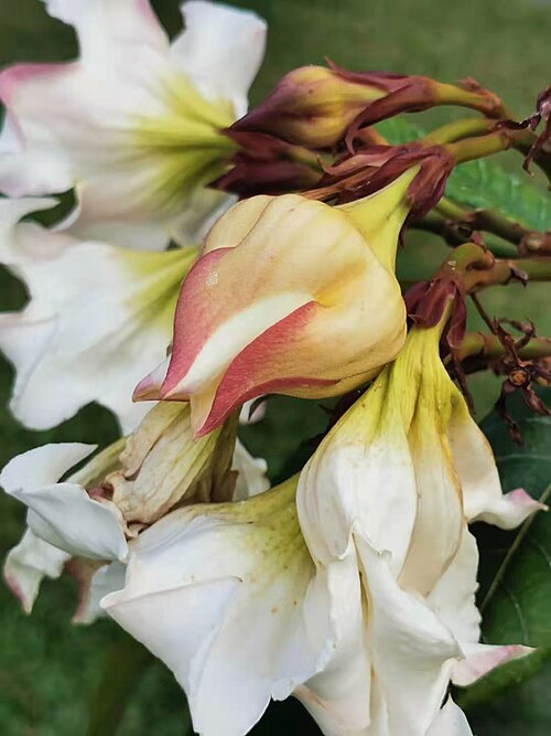 Beaumontia murtonii: Woody vine. Native to China (Yunnan), Thailand and Vietnam. The flowers are large, numerous and fragrant. Musée national des sciences naturelles, Taïchung, Taïw