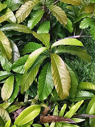 Beaumontia murtonii: Woody vine. Native to China (Yunnan), Thailand and Vietnam. The flowers are large, numerous and fragrant. Musée national des sciences naturelles, Taïchung, Taïw