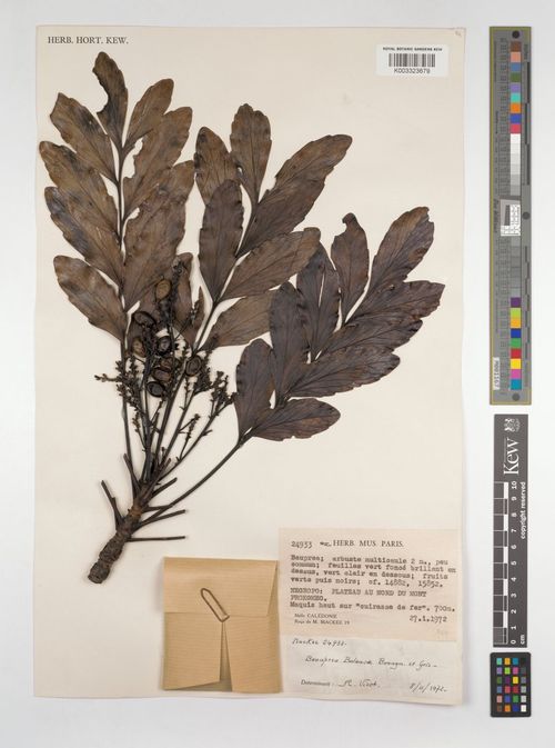 Beauprea balansae: Preserved specimen of Beauprea balansae