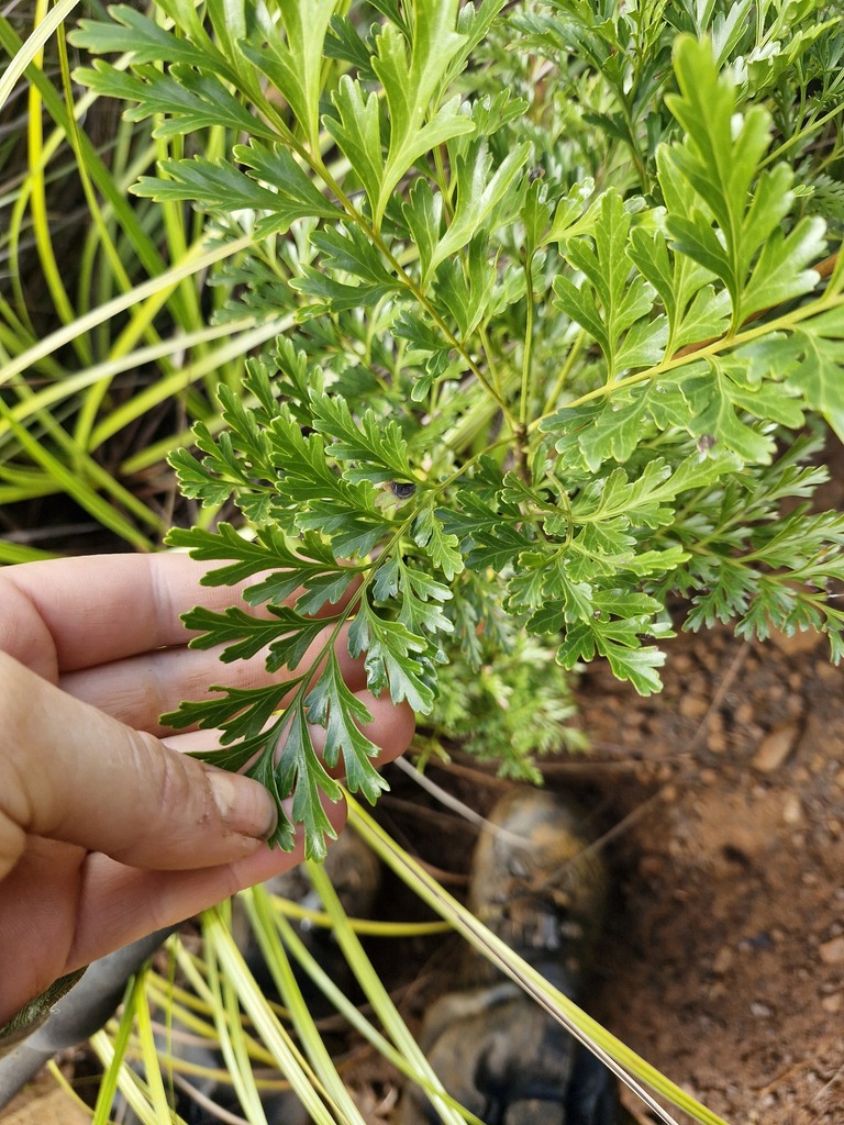 Beauprea pancheri (Beauprea pancheri)