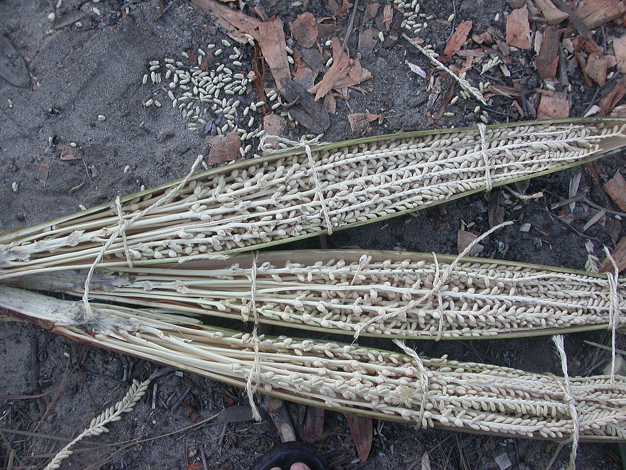 Beccariophoenix alfredii: Broken open inflorescence of Beccariophoenix alfredii