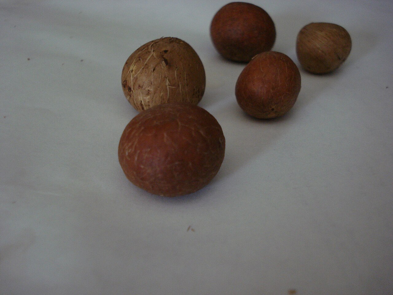 Beccariophoenix alfredii: Beccariophoenix alfredii seed