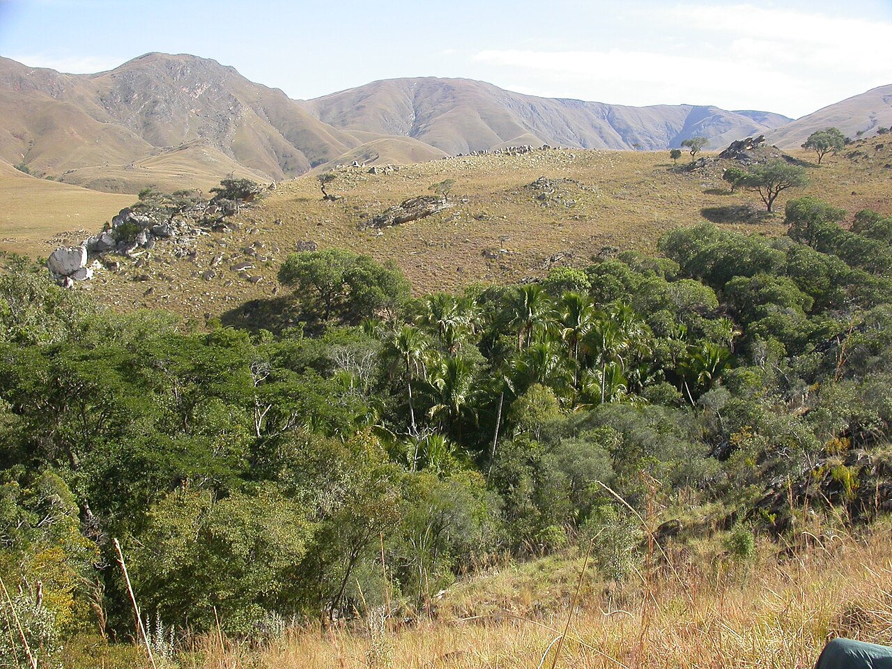 Beccariophoenix alfredii: Beccariophoenix alfredii in forested area in Madagascar