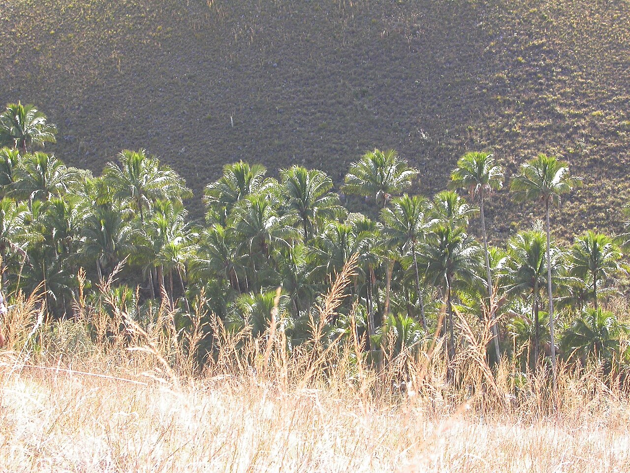 Beccariophoenix alfredii: Tall Beccariophoenix alfredii in Habitat, Madagascar