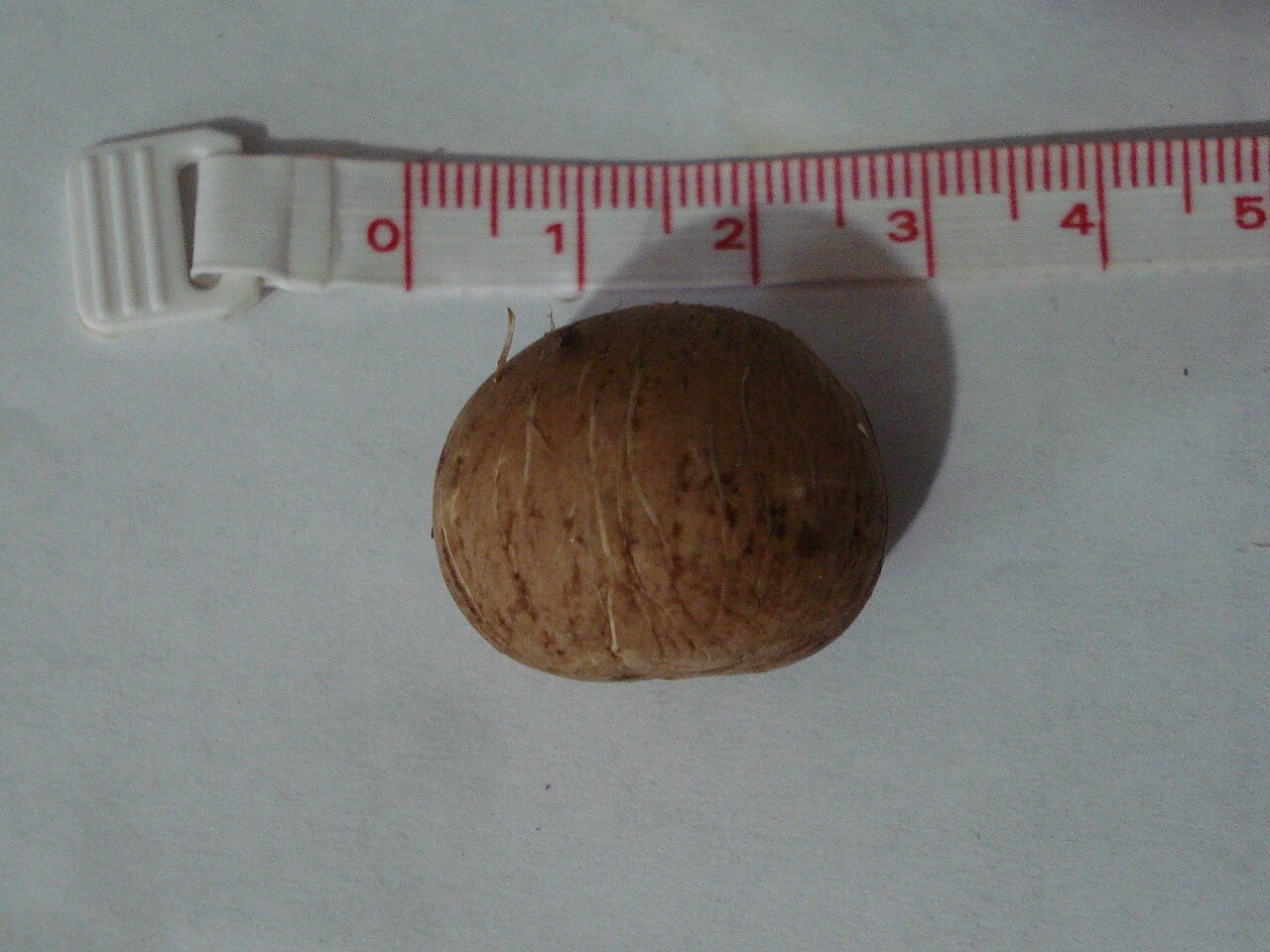 Beccariophoenix alfredii: Beccariophoenix alfredii seed with centimeter ruler for scale