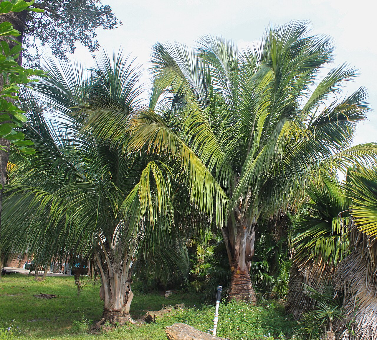 Beccariophoenix alfredii: Pair of young Beccariophoenix alfredii in Davie, Florida.
