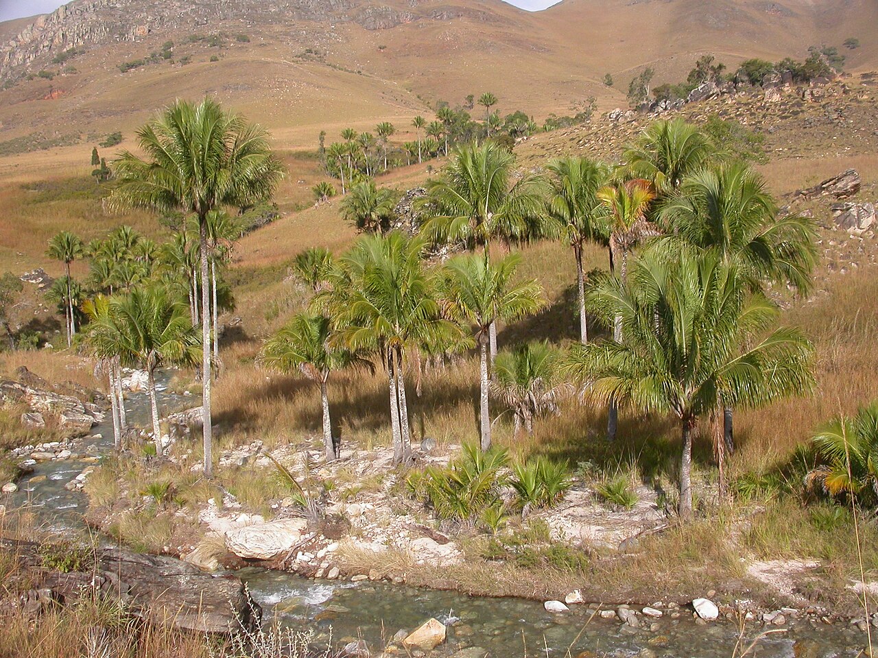 Beccariophoenix alfredii: Beccariophoenix alfredii in habitat, Madagascar