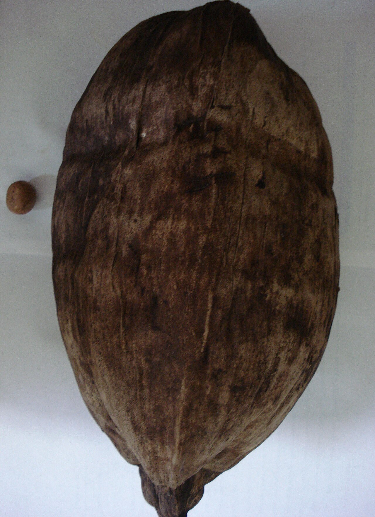 Beccariophoenix alfredii: Beccariophoenix alfredii seed (left) next to Cocos nucifera seed (right) to show scale. Coconut type is Panama tall from Hawaii