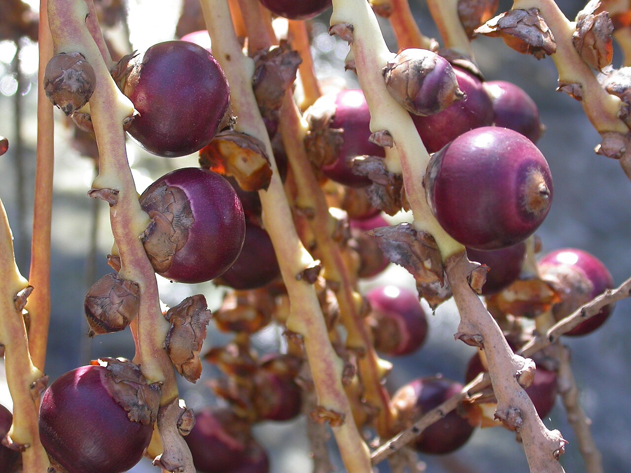 Beccariophoenix alfredii: Close up of seeds of Beccariophoenix alfredii