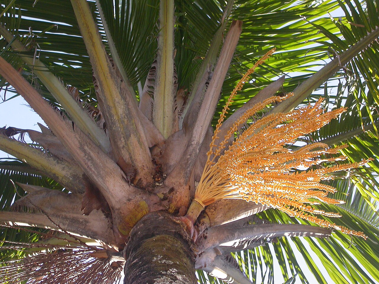 Beccariophoenix alfredii: Beccariophoenix alfredii in Flower