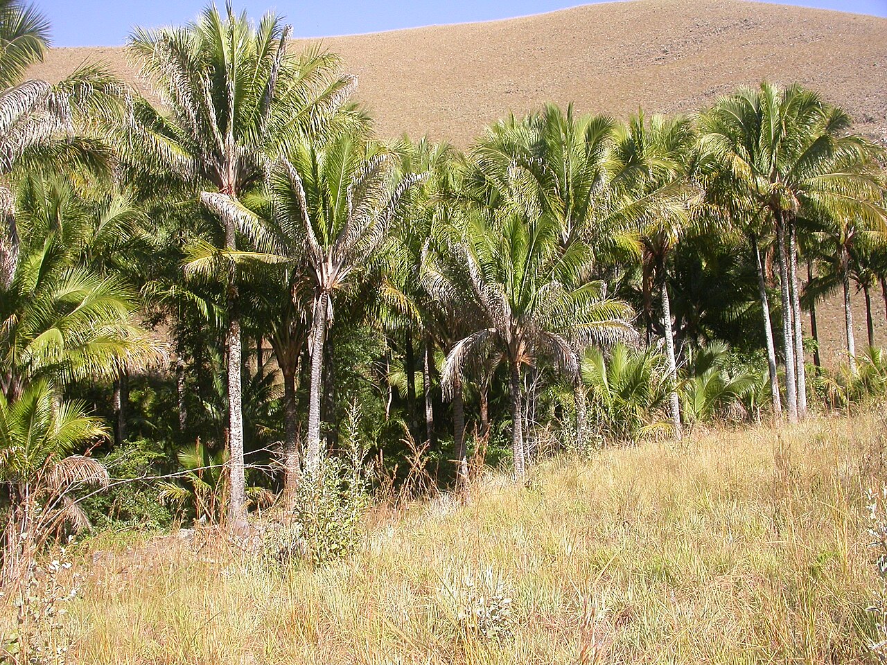 Beccariophoenix alfredii: Beccariophoenix alfredii in habitat, Madagascar