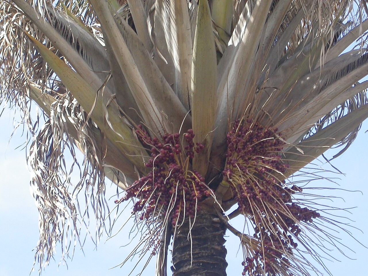 Beccariophoenix alfredii: Beccariophoenix alfredii in seed
