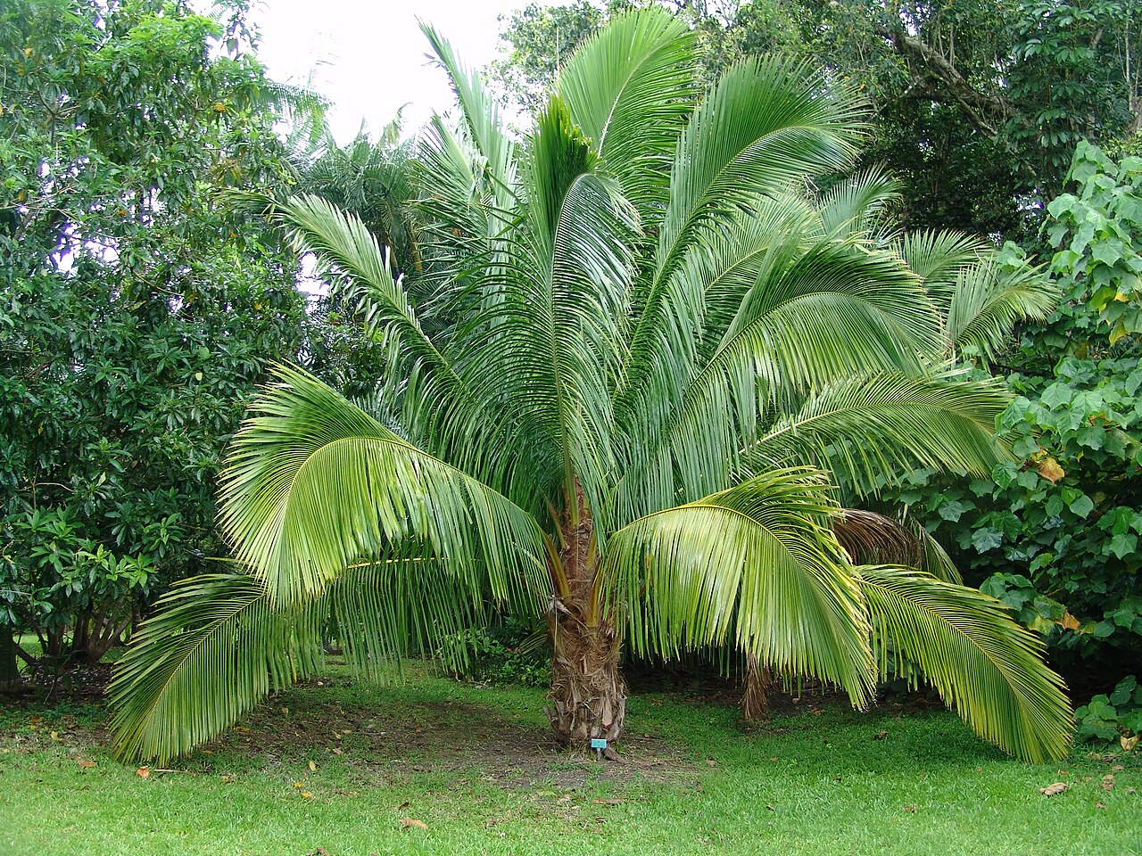 Manarano palm: A young Beccariophoenix madagascariensis palm. Cultivated, Ho'omaluhia Botanical Garden Oahu Hawaii