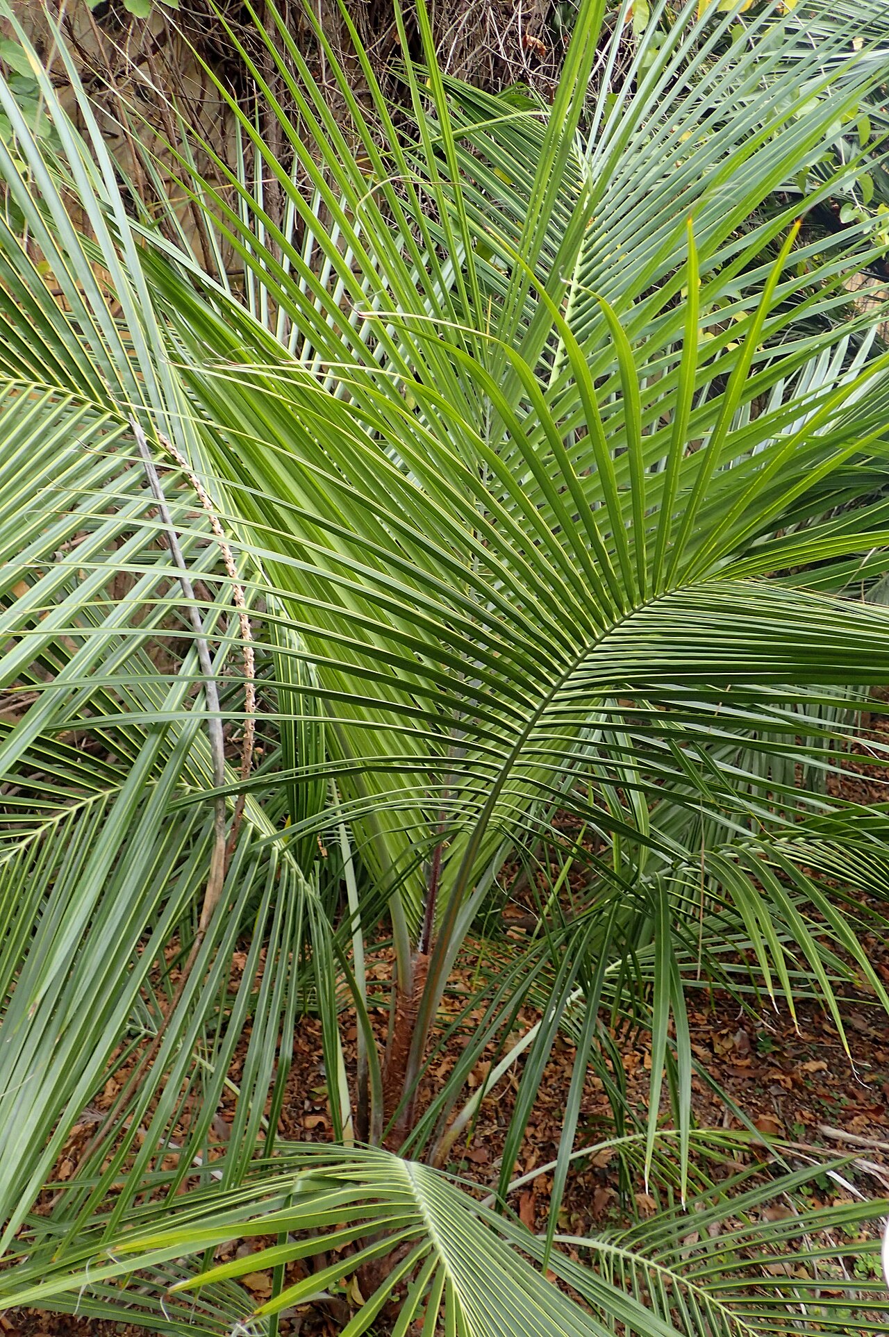 Manarano palm: Beccariophoenix madagascariensis in Jardín de Aclimatación de la Orotava