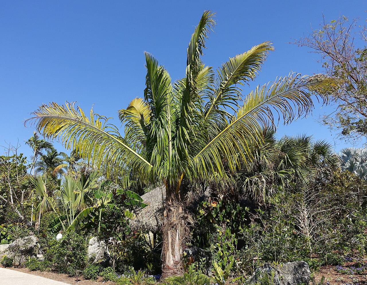 Manarano palm: Botanical specimen in the Naples Botanical Garden - Naples, Florida, USA.