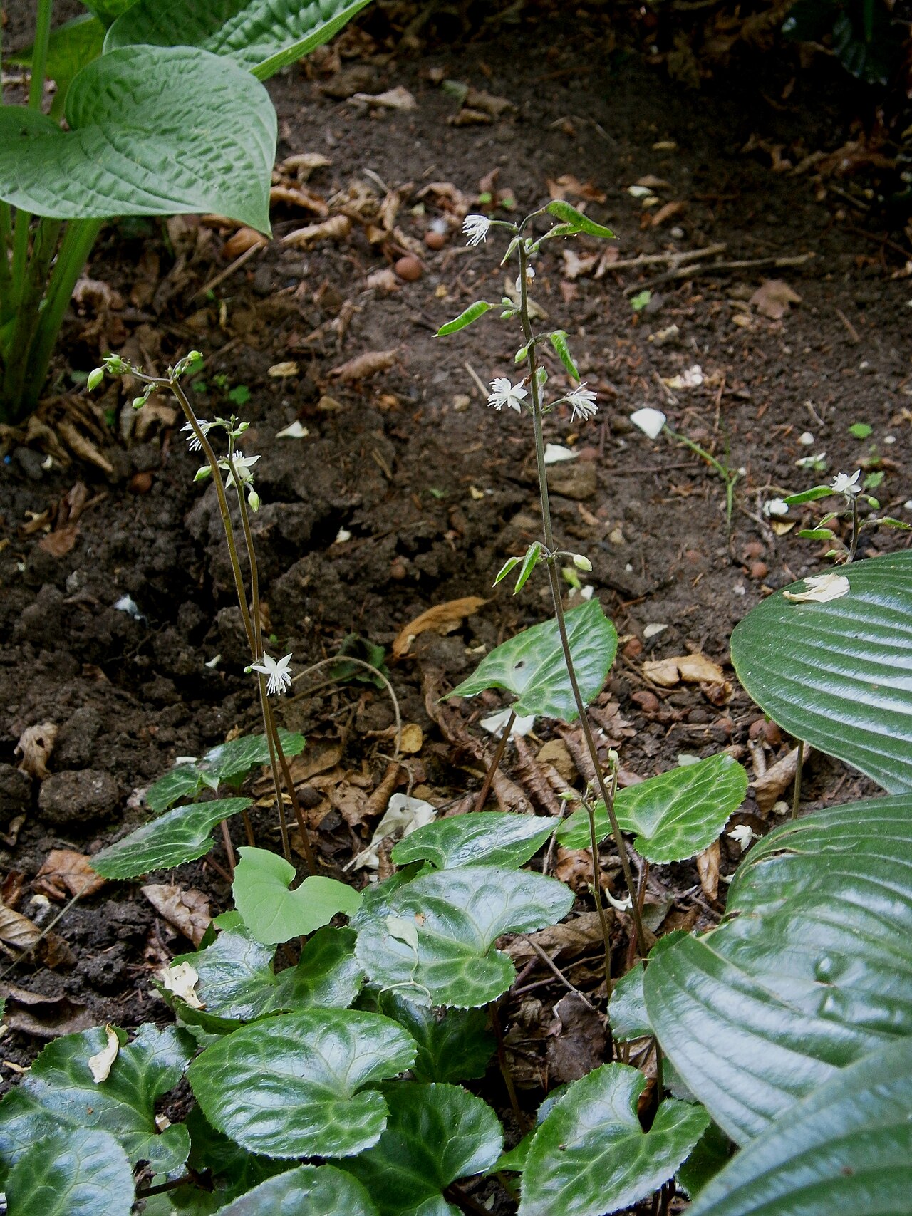 Beesia calthifolia: Beesia calthifolia