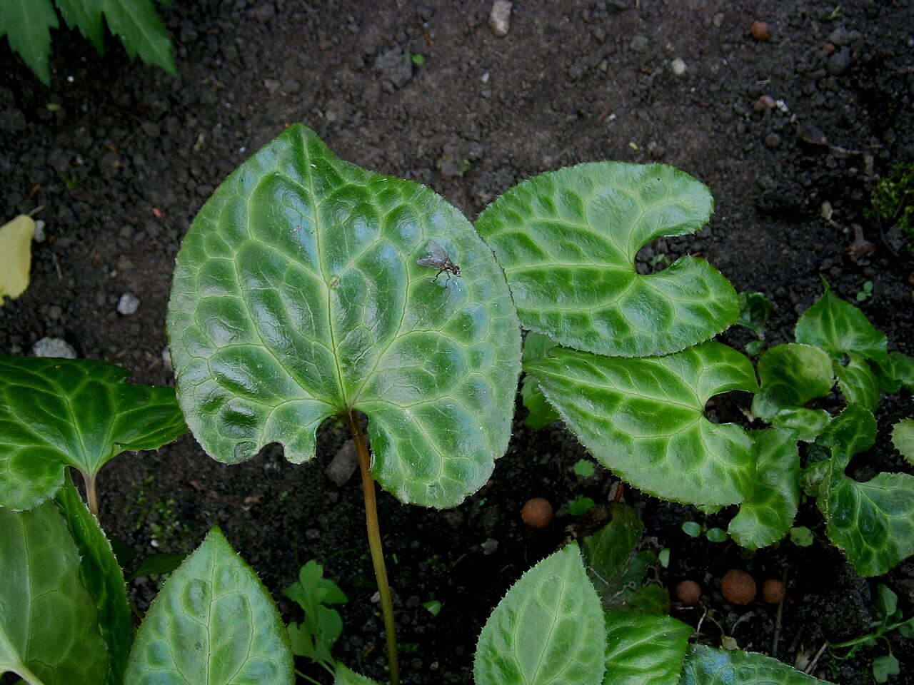 Beesia calthifolia: Beesia calthifolia leaf
