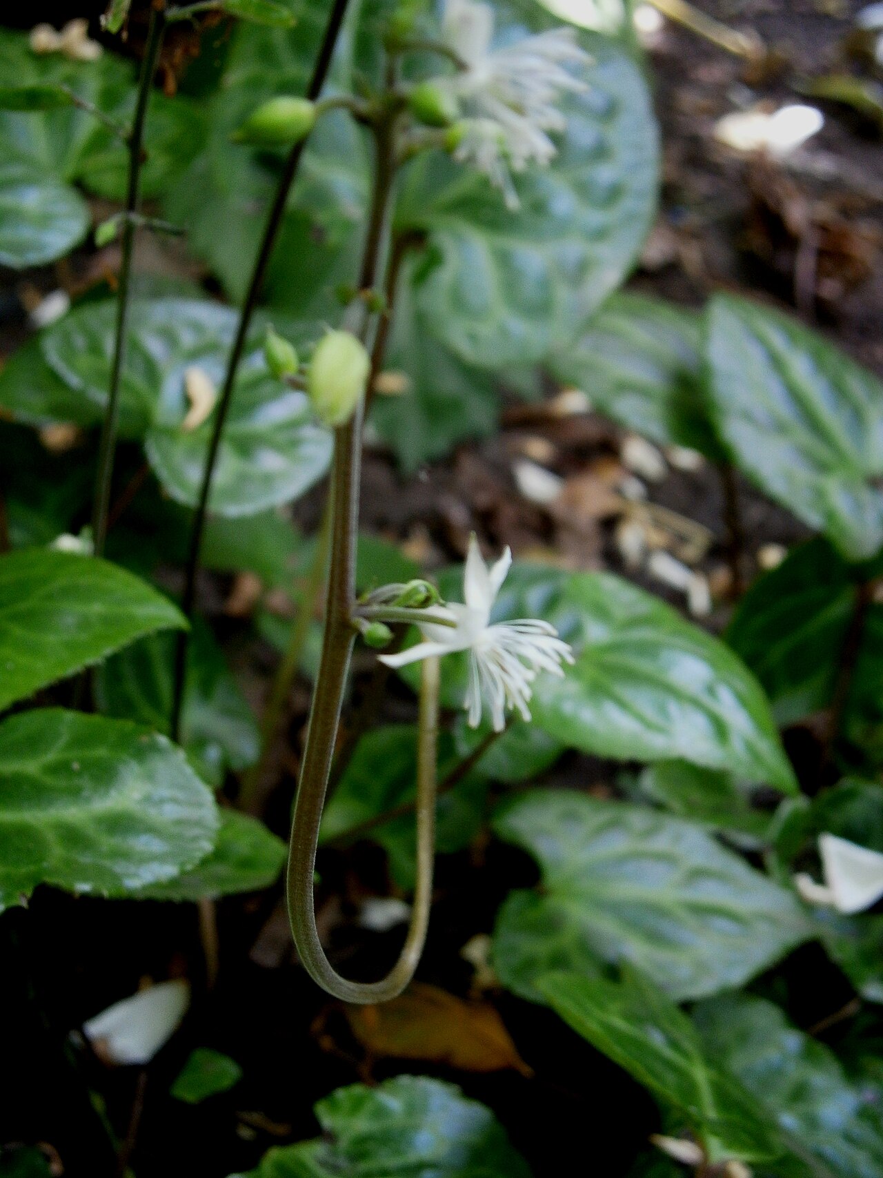 Beesia calthifolia: Beesia calthifolia