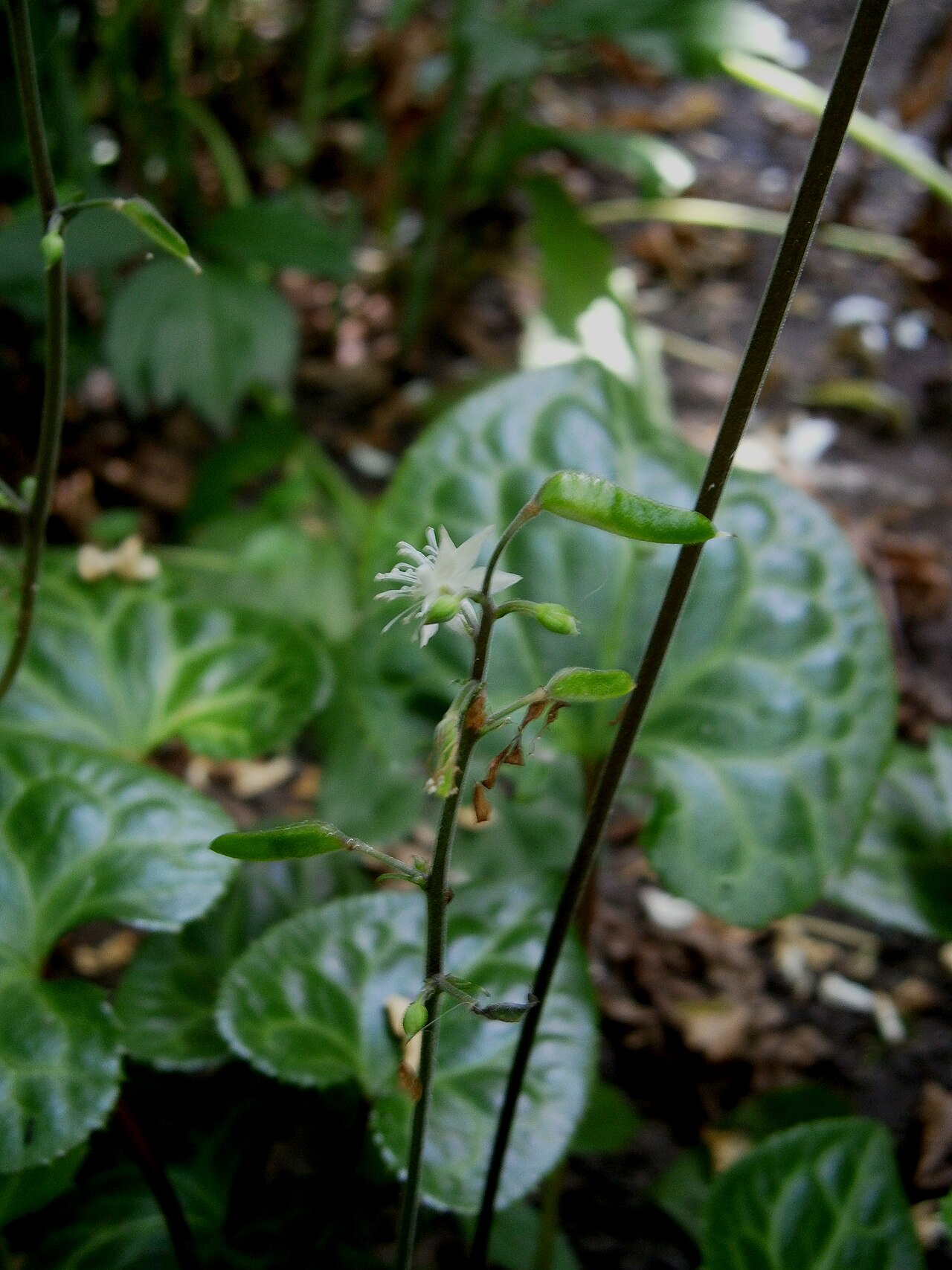 Beesia calthifolia: Beesia calthifolia