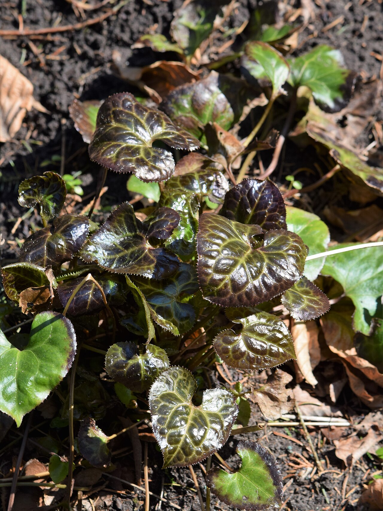 Beesia calthifolia: Beesia calthifolia in Botanischer Garten Christiansberg