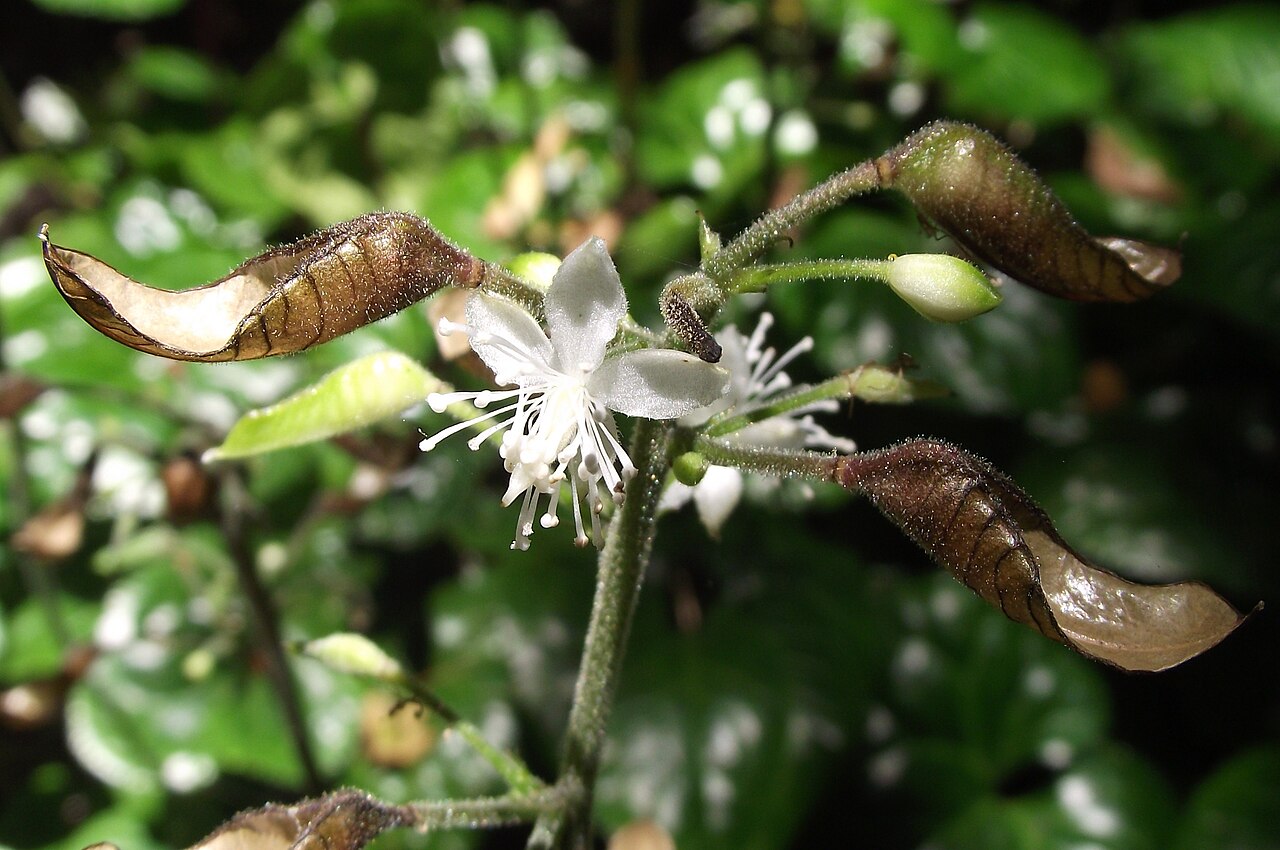 Beesia deltophylla: Beesia deltophylla at the UC Botanical Garden, Berkeley, California, USA. Identified by sign.