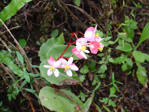 Begonia altoperuviana (Begonia altoperuviana)
