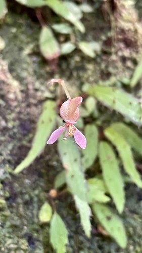 Begonia ambodiforahensis (Begonia ambodiforahensis)