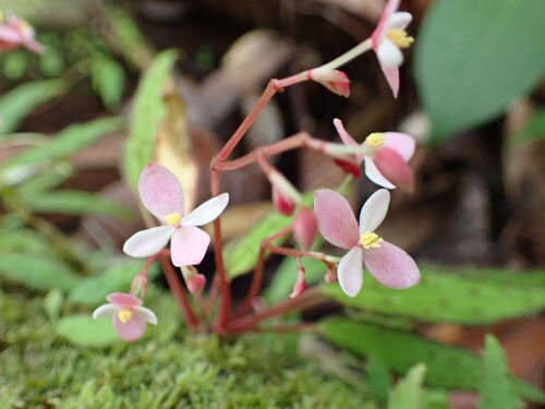 Begonia ambodiforahensis (Begonia ambodiforahensis)