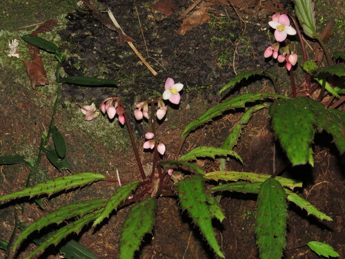 Begonia ambodiforahensis (Begonia ambodiforahensis)