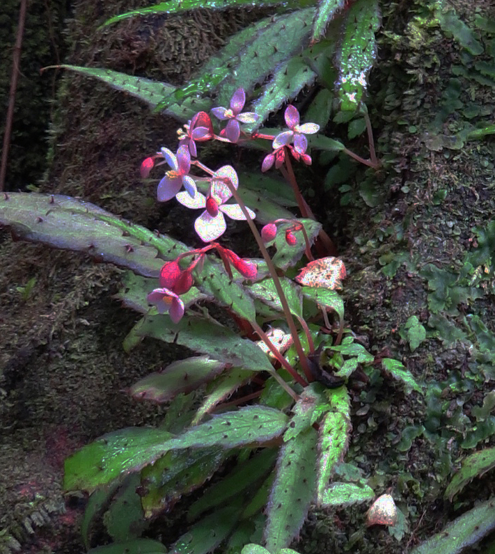 Begonia ambodiforahensis (Begonia ambodiforahensis)