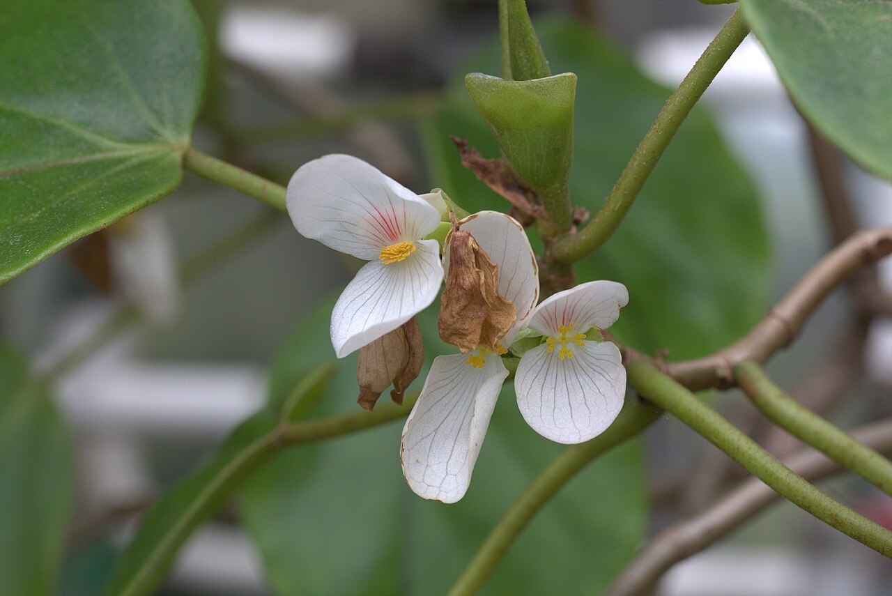 Begonia ampla: Begonia ampla in Gothenburg Botanical Garden 2015. Plant id: 1984-V0632 c G.