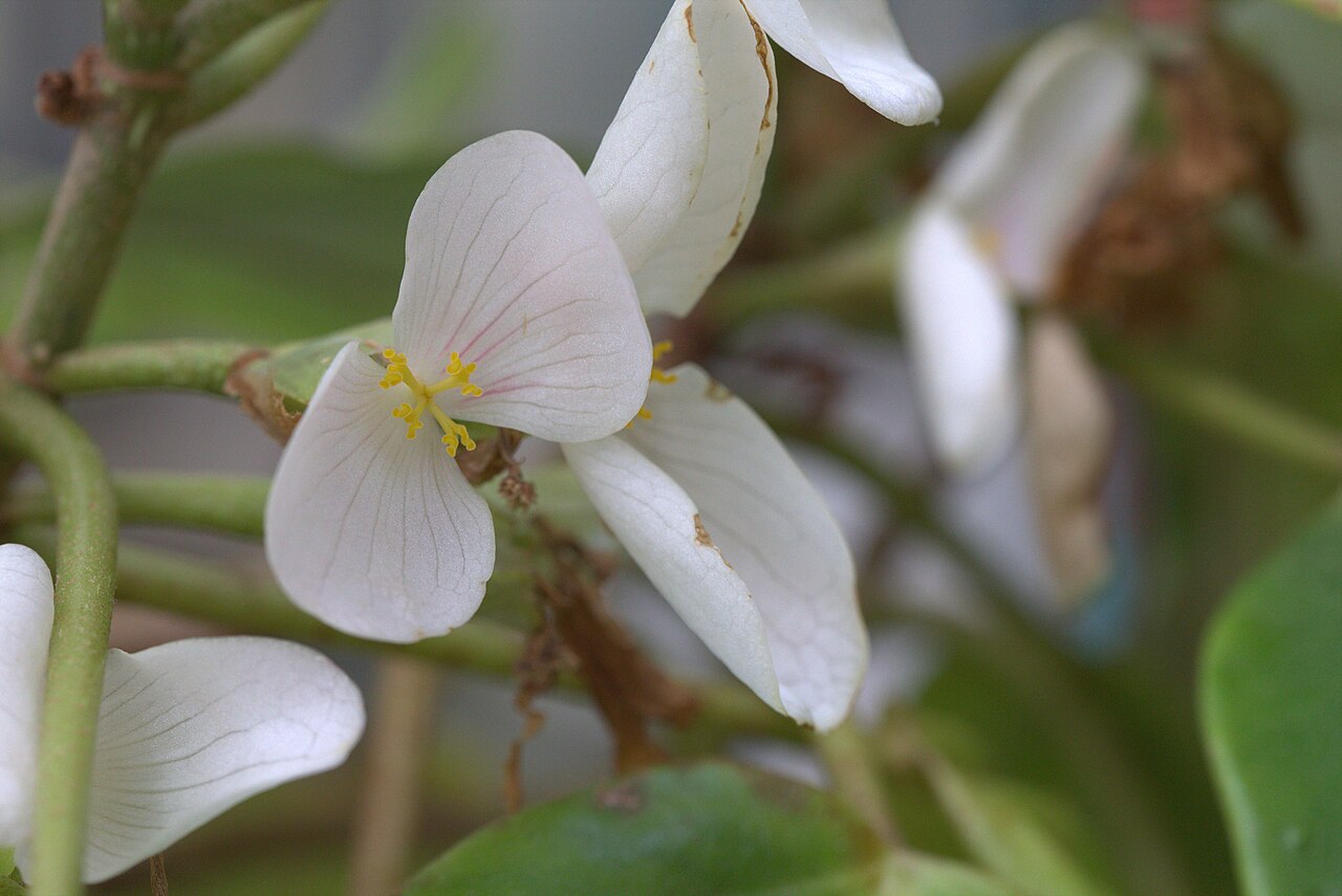 Begonia ampla: Begonia ampla in Gothenburg Botanical Garden 2015. Plant id: 1984-V0632 c G.