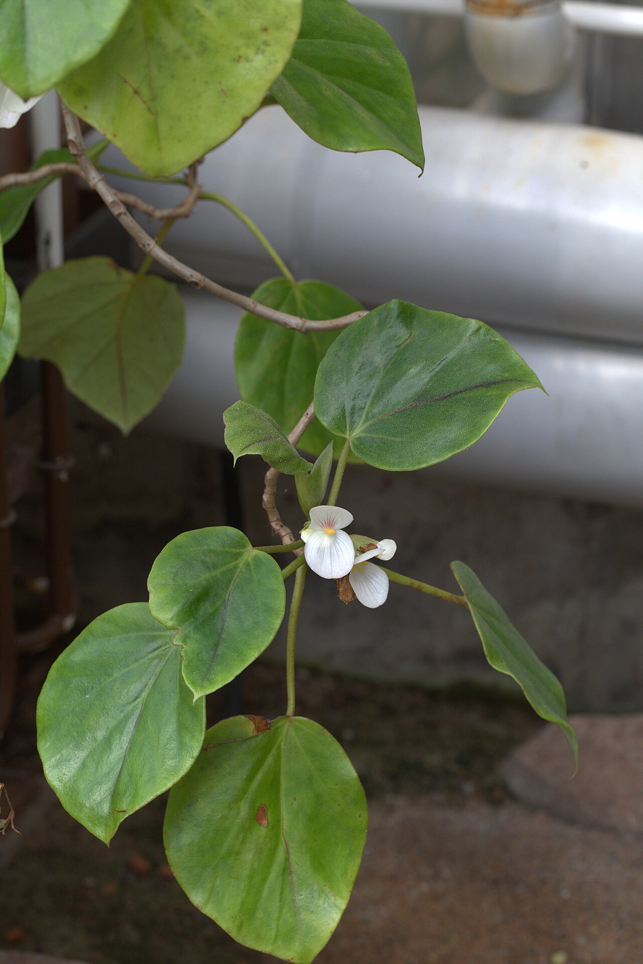 Begonia ampla: Begonia ampla in Gothenburg Botanical Garden 2015. Plant id: 1984-V0632 c G.