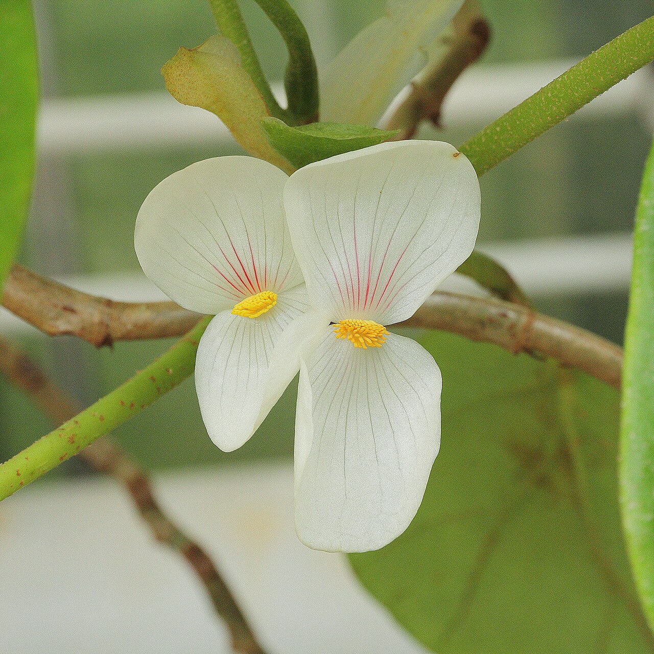 Begonia ampla: Begonia ampla i Göteborgs Botaniska Trädgård.