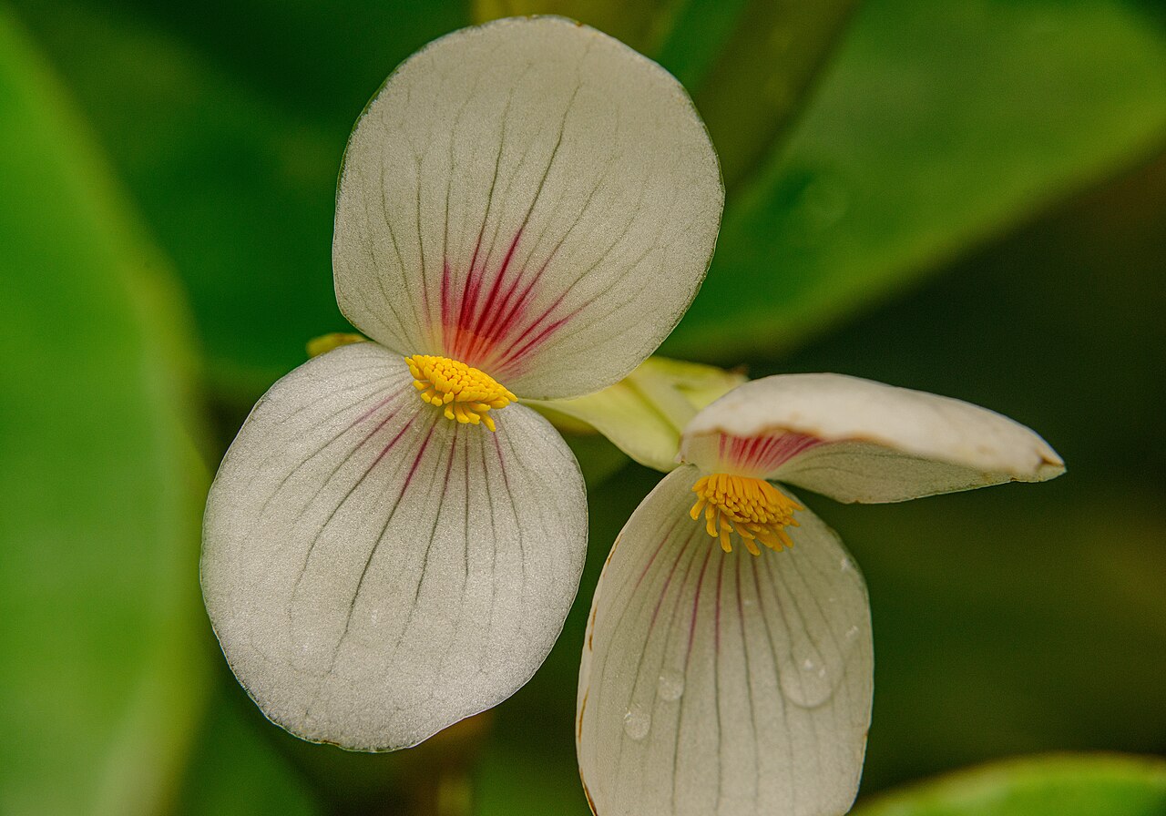 Begonia ampla: Begonia ampla, Botanischer Garten München.