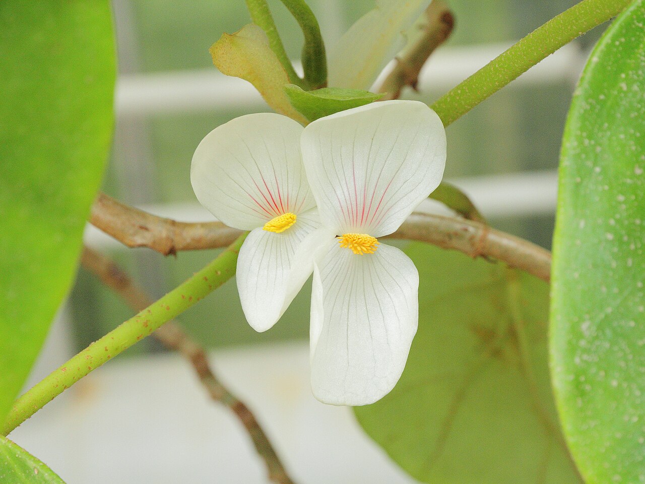 Begonia ampla: Begonia ampla i Göteborgs Botaniska Trädgård.