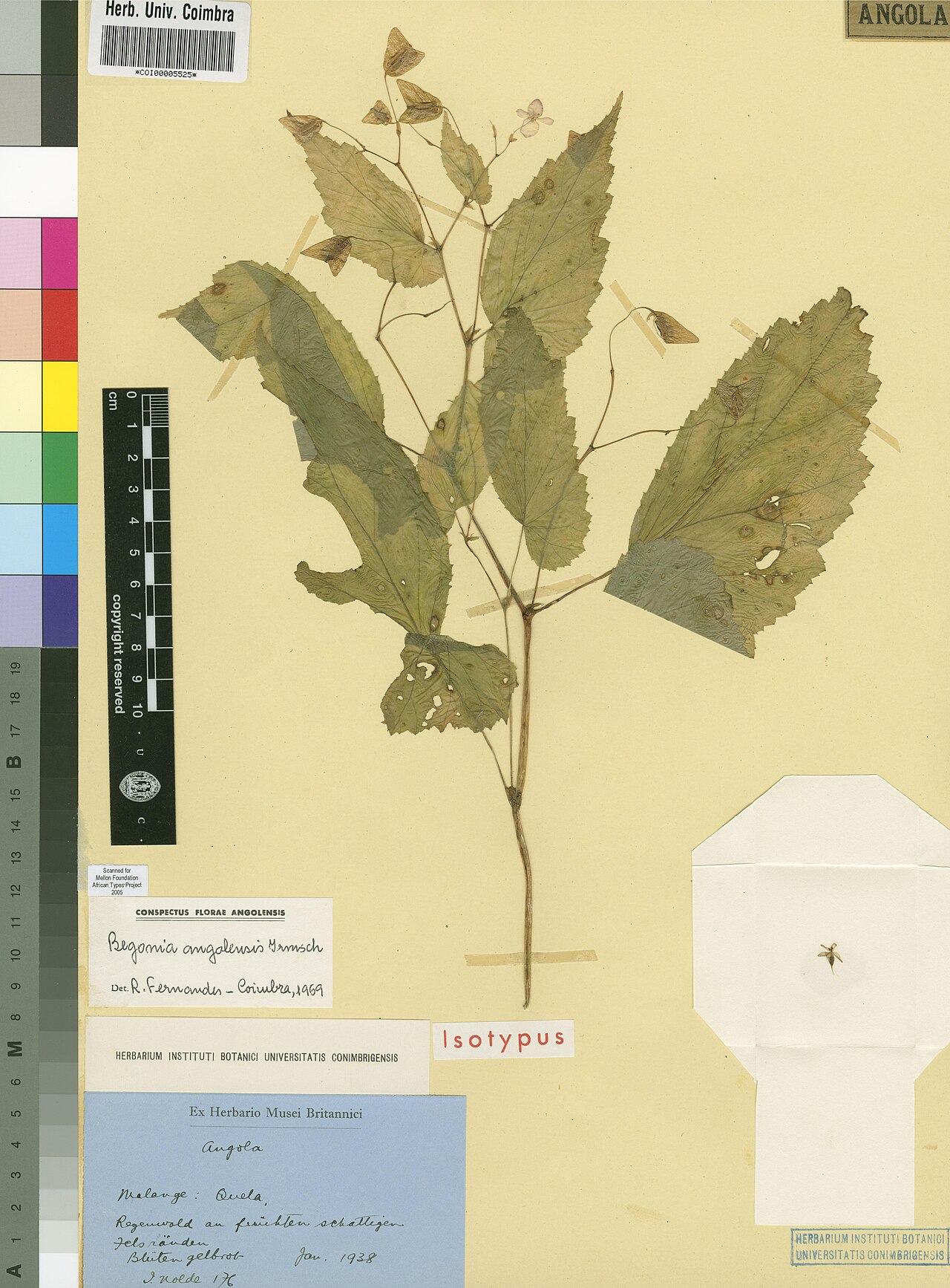 Begonia angolensis: Photograph of Isotype of Begonia angolensis at Herbarium of the University of Coimbra, Portugal (COI). Specimen COI00005525. http://coicatalogue.uc.pt/specimen/