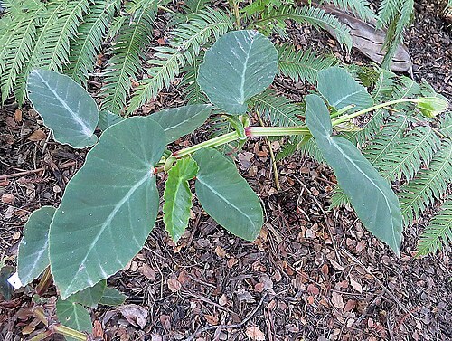 Begonia angularis: Native to southeastern Brazil. Photo from Lotusland, Montecito, California.