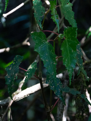 Begonia angulata (Begonia angulata)