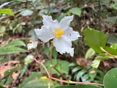 Begonia angulata (Begonia angulata)