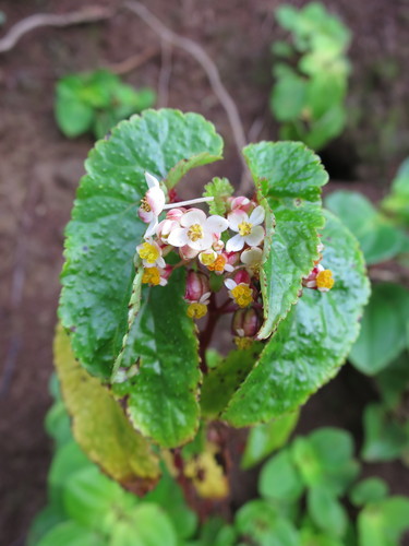 Begonia annobonensis (Begonia annobonensis)