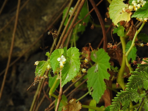 Begonia annobonensis (Begonia annobonensis)